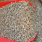 Kendir (Kenevir) Tohumu kanarya Saka Yemi (1KG)