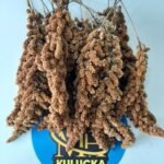 Dal Darı Kuş Yemi 250 Gr