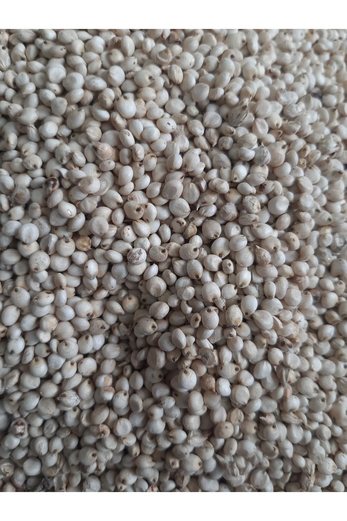 1_org_zoom-292.jpg Güvercin Yem Beyaz Sorgun Yerlı (25kg) - Görsel 1