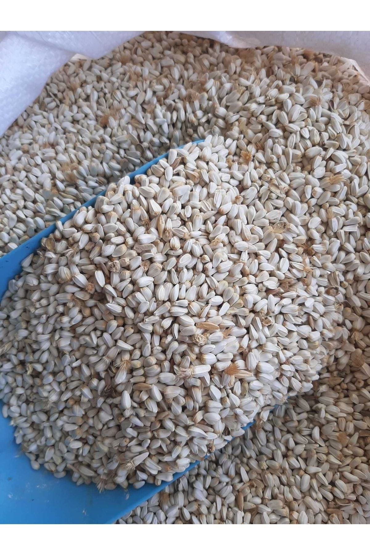 1_org_zoom-313.jpg Aspir Tohumu Güvercin Sultan Papağanı Yemi (4 kg) - Görsel 1