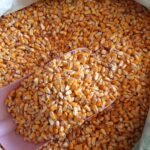 Tüm Mısır Tavuk Kaz Ördek Kuş Kanatlı Yemi (5 KG)