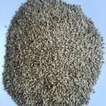 Sade Kanarya Yemi Kaliteli Açık (2 Kilo)