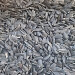 Yağlık Ayçekirdeği Tavuk Güvercin Sultan Papağanı Yemi 3 kg