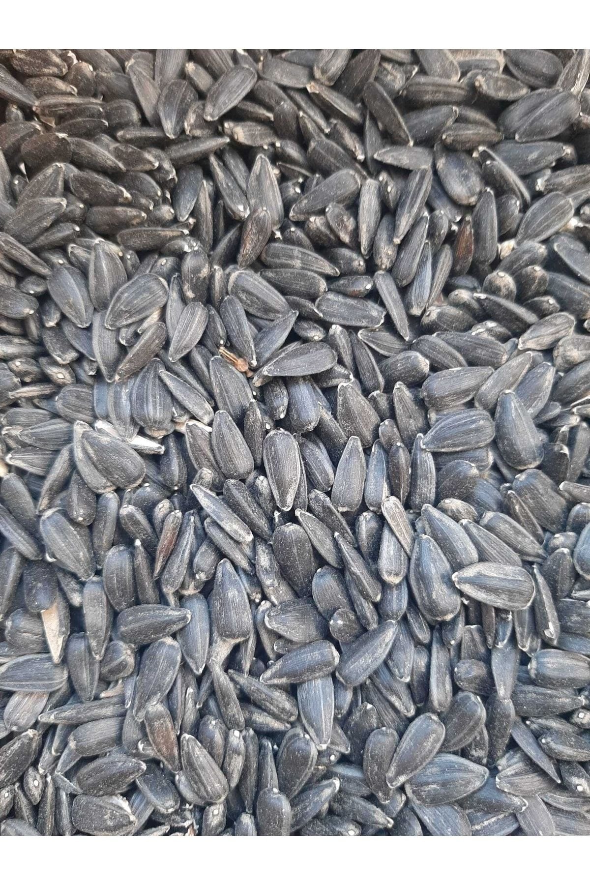 1_org_zoom-379.jpg Yağlık Ayçekirdeği Tavuk Güvercin Sultan Papağanı Yemi 5kg - Görsel 1