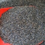 Nijer Tohumu Kuşlar İçin Kızıştırıcı Yemi 1 KG