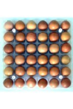 Tavuk Kuluçka Gelişim Tablası - Görsel 3