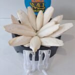 Kalamar Kemiği 250 GR + Kafes Aparatı 2 ADET