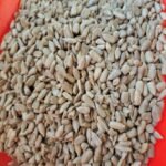 Çiğ Ay Çekirdeği İçi (Kavrulmamış ve Tuzsuz) 1 KG