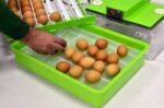 KULUÇKA MAKİNESİ PD30 SH - Görsel 3